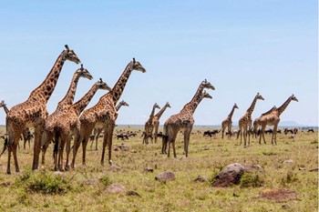 Geotours Masai Mara 01_666b5_md.jpg